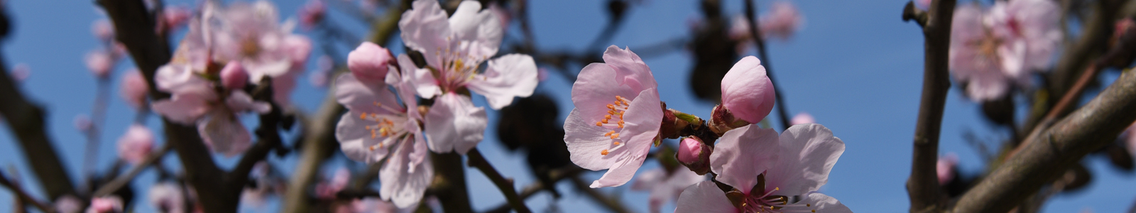Obstblüte an Ast © Dienstleistungszentren Ländlicher Raum